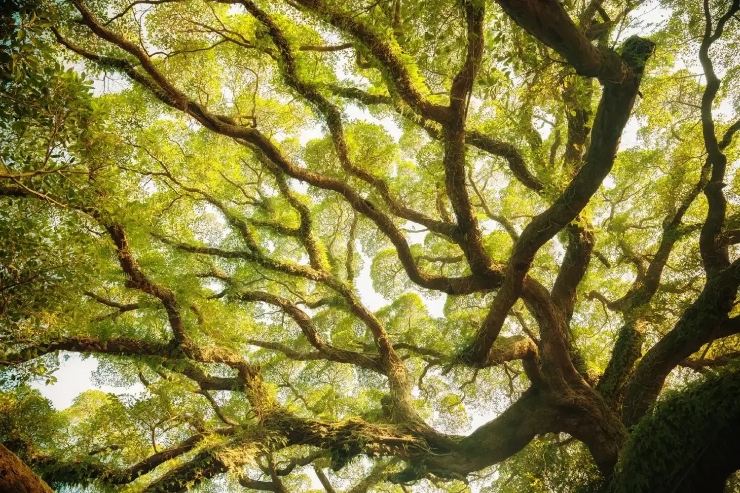 Banyan Tree bg