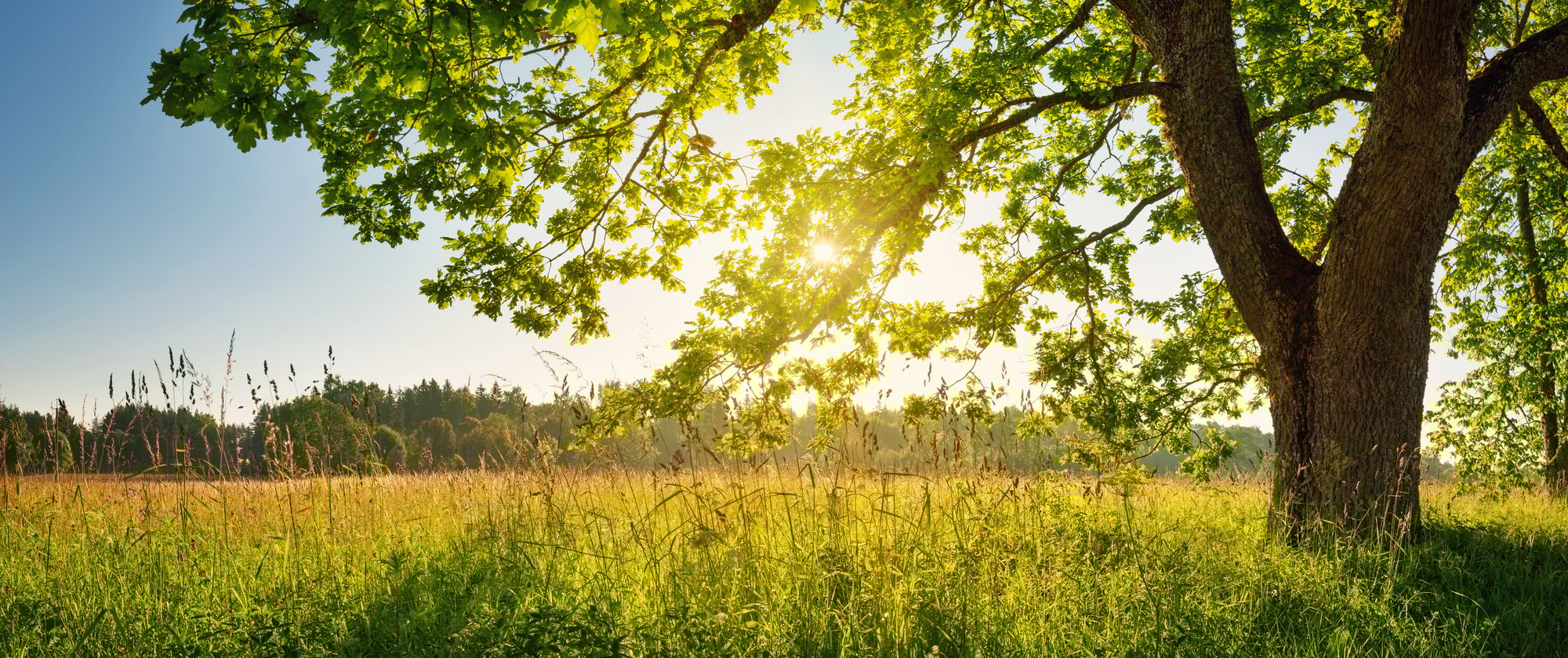 shutterstock_797853517